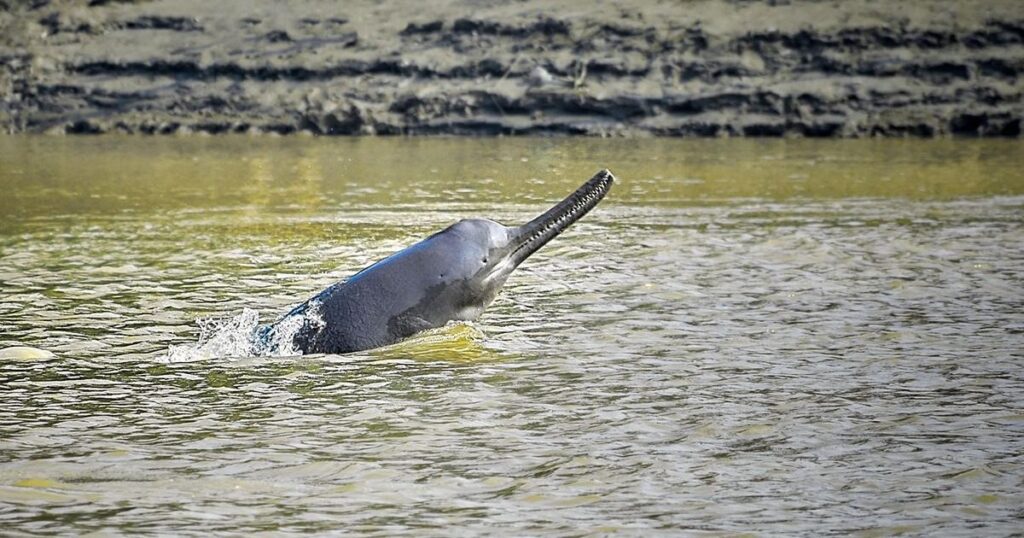 Gangetic Dolphin ias toppers