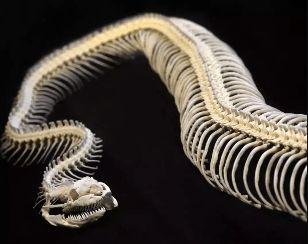 Vasuki indicus