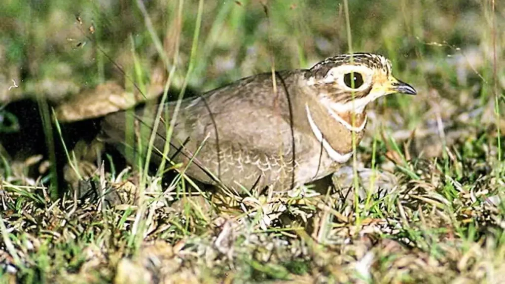 Jerdon's Courser