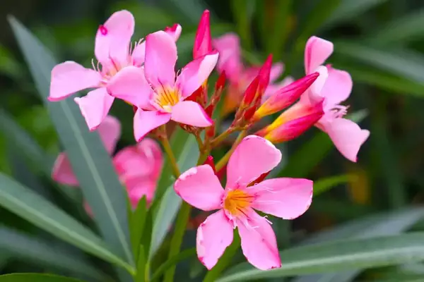 Oleander