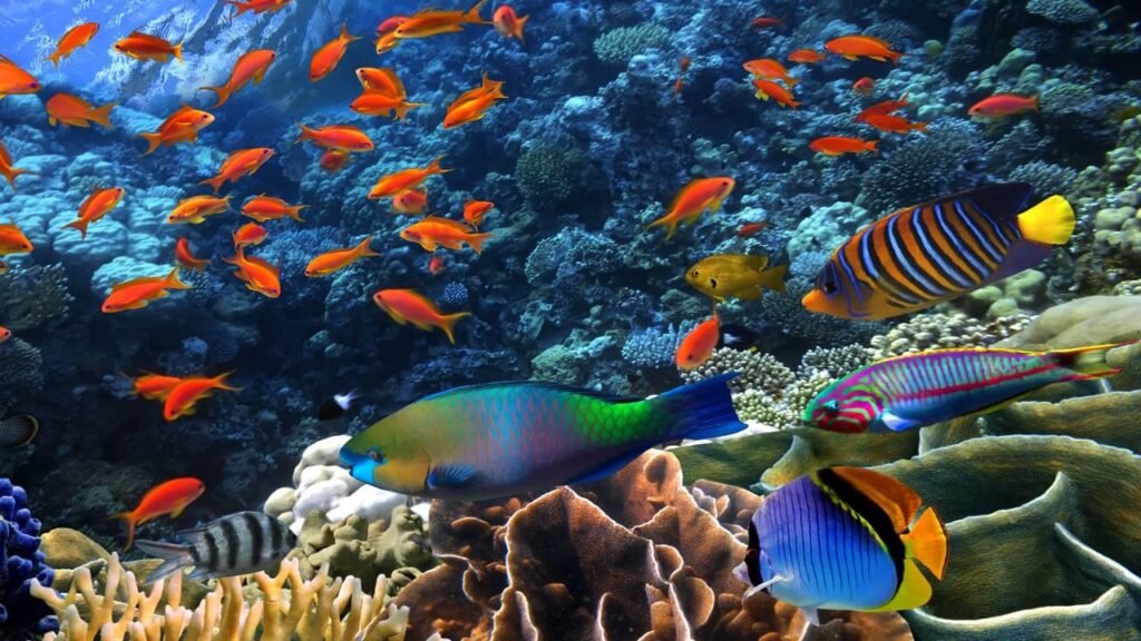 coral fish IAS Topper