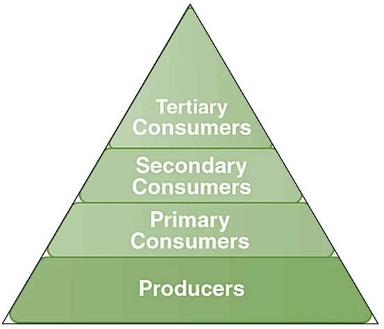 ecological pyramid diagram IAS Toppers 