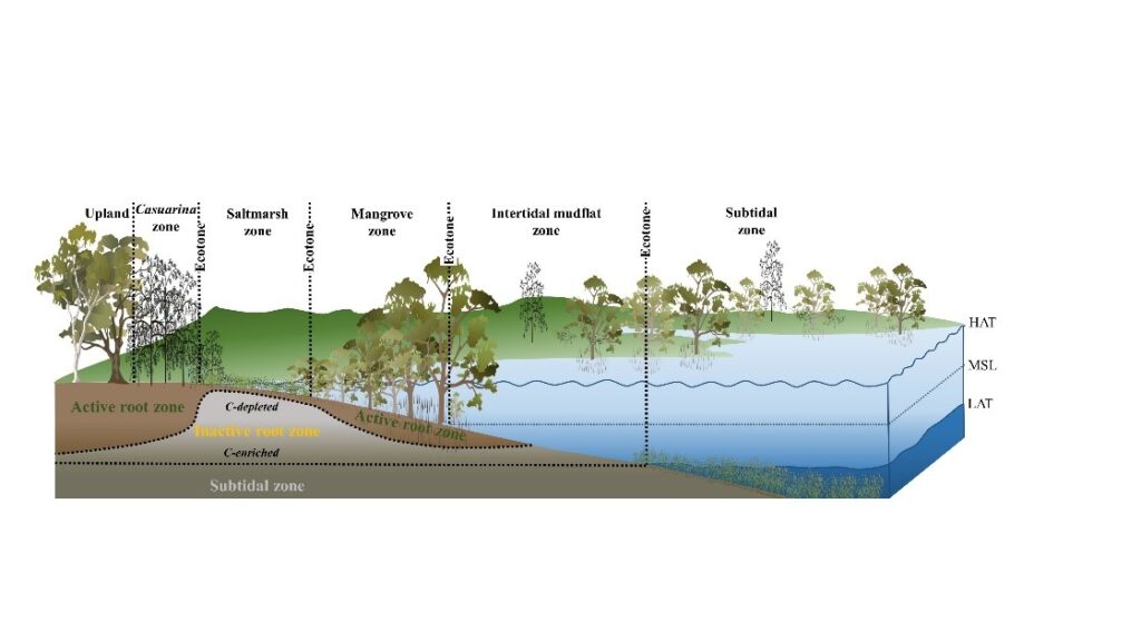 ecotone diagram iastoppers