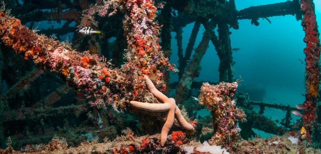 Artificial Reefs 