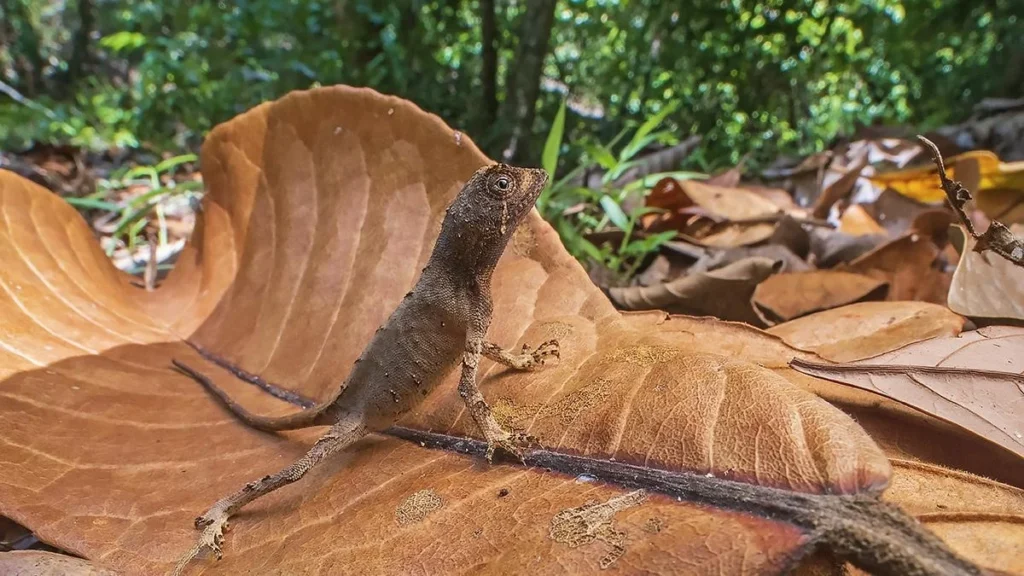 Agasthyagama Edge (Northern Kangaroo Lizard)