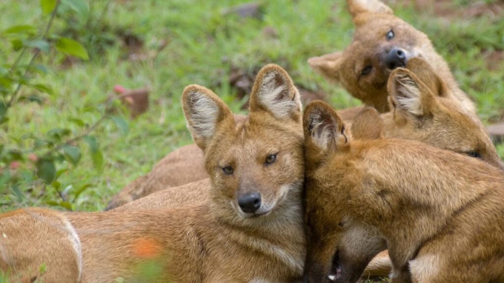 Asiatic Wild Dogs 