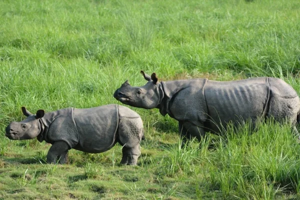 Assam Cabinet to de-notify Pobitora Wildlife Sanctuary IAS TOPPERS