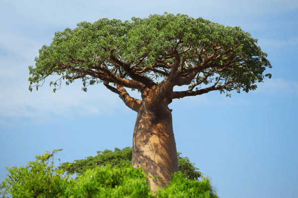 Baobabs ias toppers