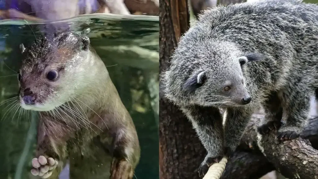 Binturong and Small-clawed otter discovered in Kaziranga National Park