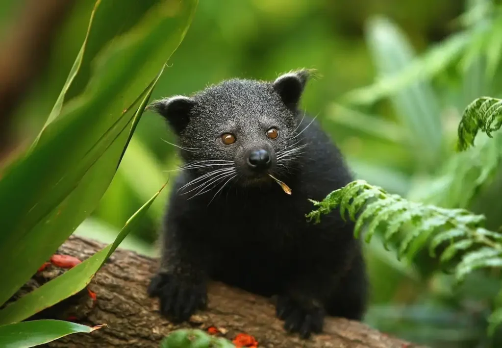 Binturong and Small-clawed otter discovered in Kaziranga National Park 2