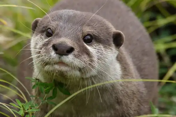 Binturong and Small-clawed otter discovered in Kaziranga National Park IAS Toppers