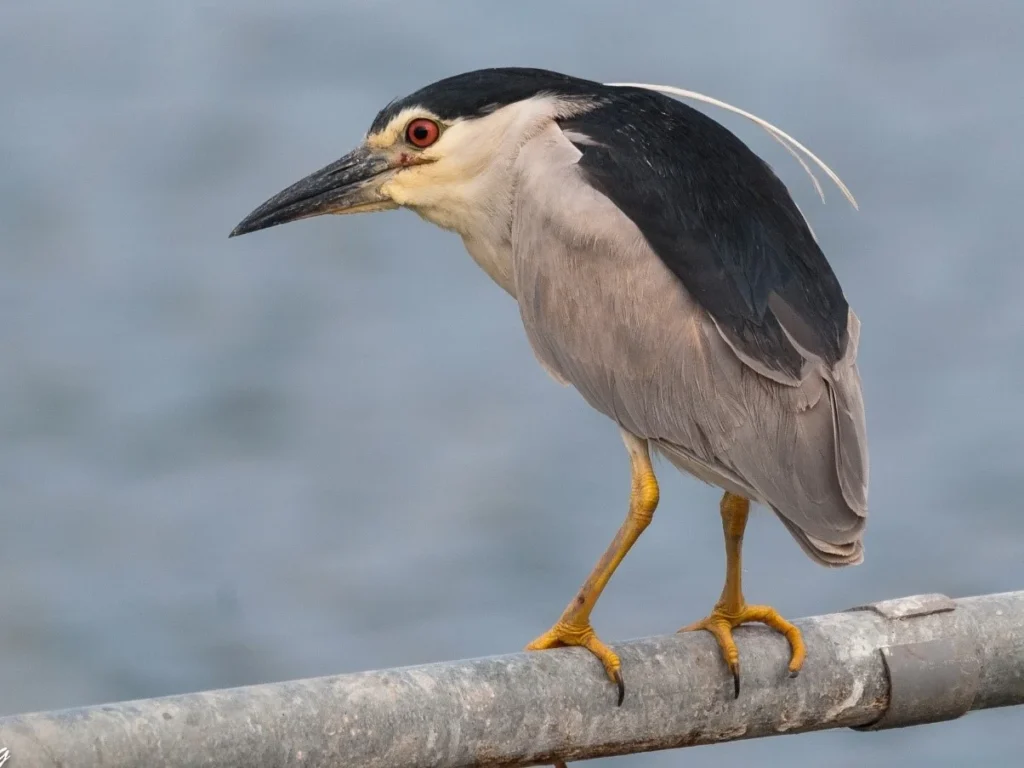 Black-crowned night Heron