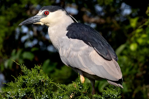 Black-crowned night Heron IAS TOPPERS