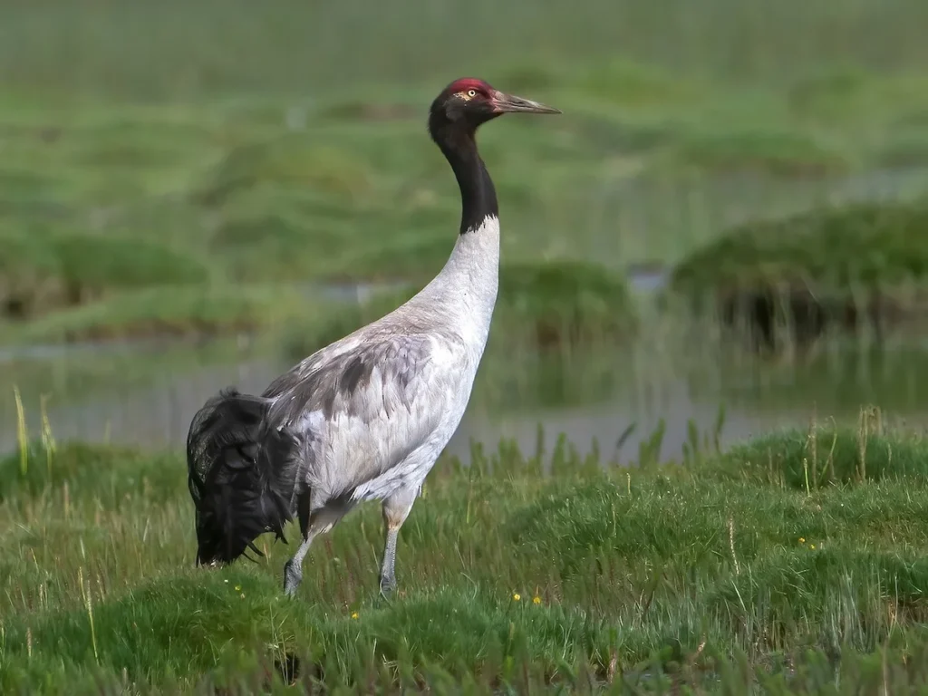 Black-necked crane