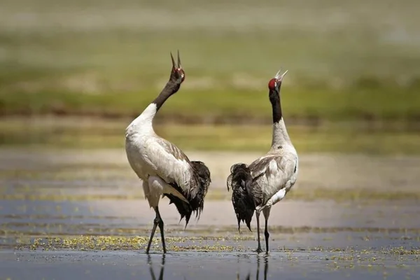 Black-necked crane IAS TOPPERS