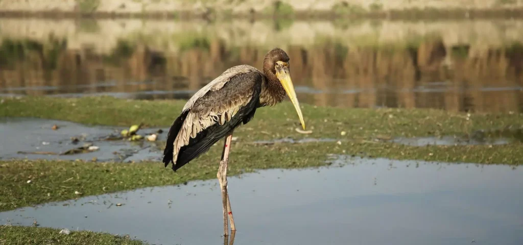 Central Asian Flyway