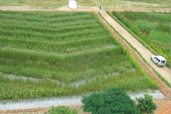 Constructed wetlands