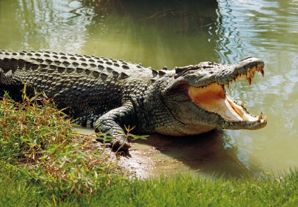 Crocodile ias toppers