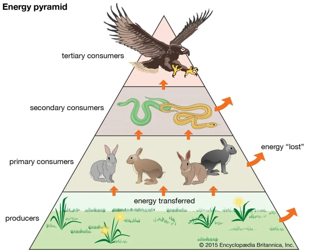 Diagram of Ecological Pyramid ias toppers