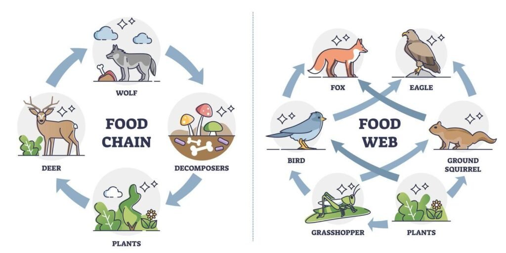 Diagram of Food Chain and Food Web ias toppers.