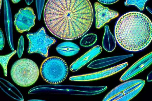 Diatom IAStoppers