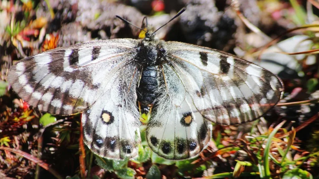 Dusted Apollo Butterfly