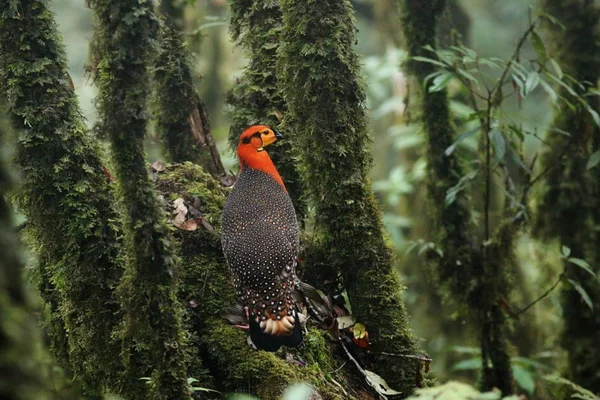 Eaglenest Wildlife SanctuaryIAS TOPPERS