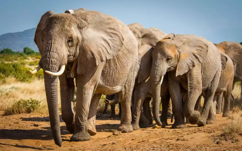 Elephants ias toppers