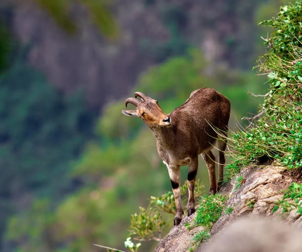 Nilgiri Tahr