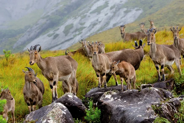 Eravikulam National Park (ENP) & Nilgiri tahr IAS TOPPERS