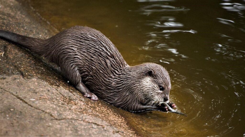 Eurasian Otter ias toppers