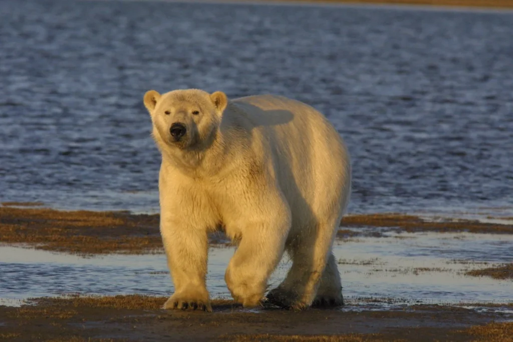 First Polar Bear Death Due to Avian Flu at Arctic