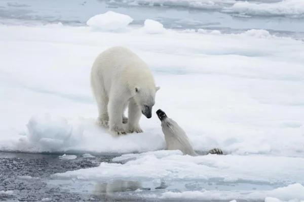 First Polar Bear Death Due to Avian Flu at ArcticIAS TOPPERS