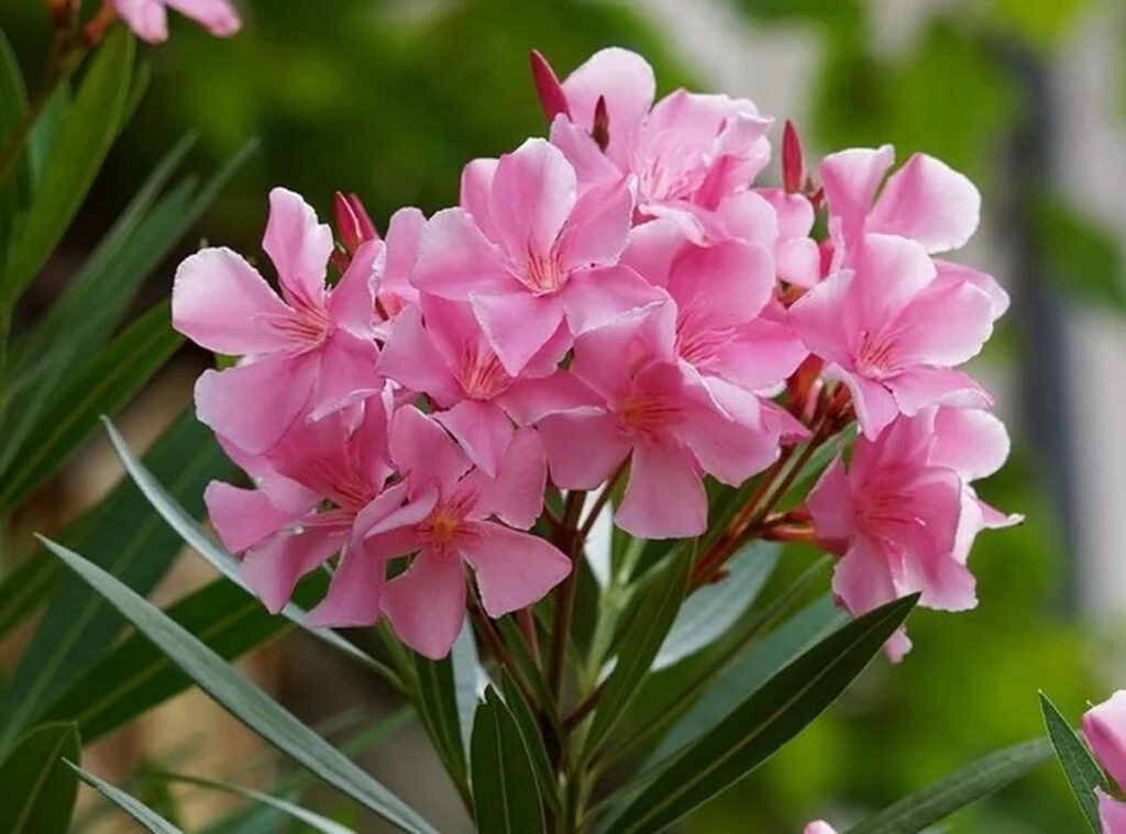 Oleander