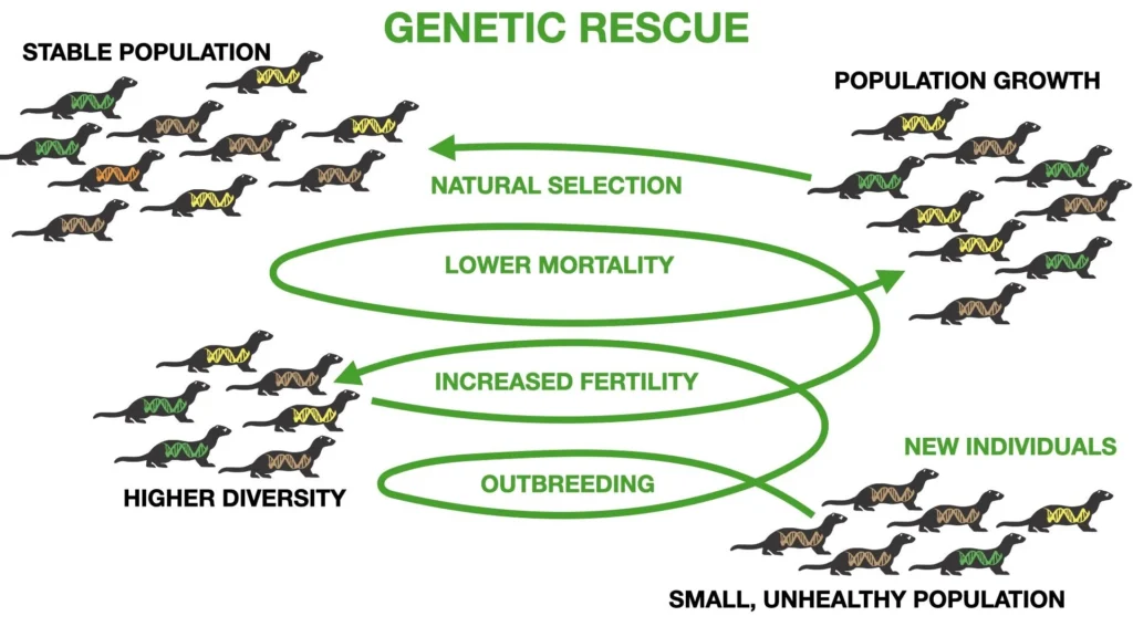 Genetic Rescue info IAS Toppers