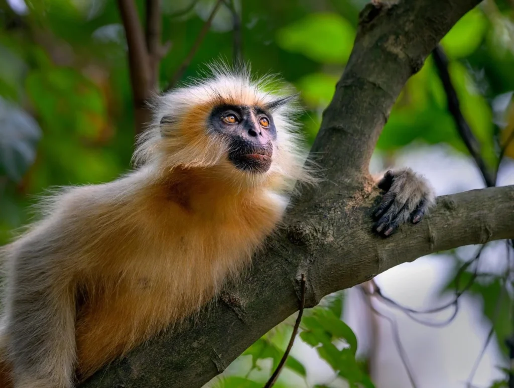 Golden langur