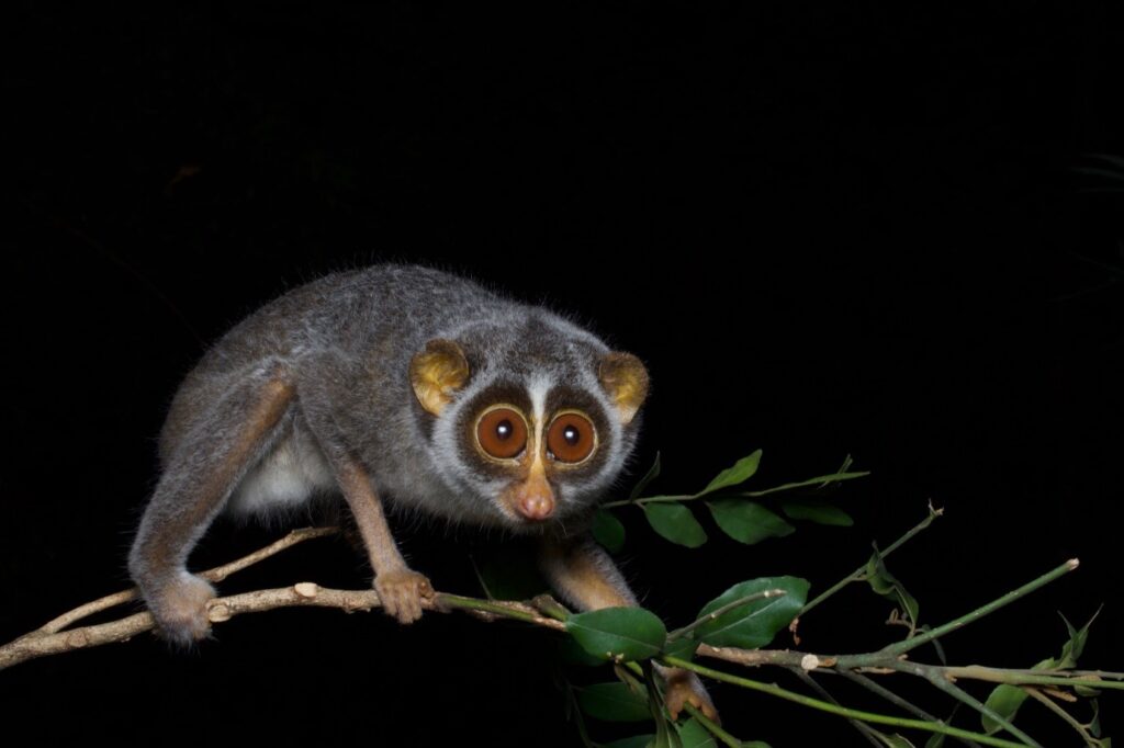 Grey Slender Loris