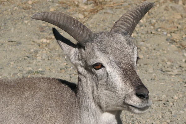 Himalayan Ibex and Blue Sheep