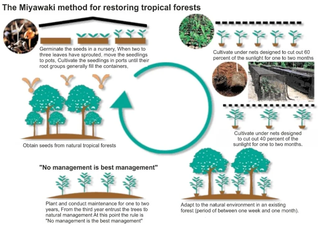 How to create Miyawaki forest ias toppers