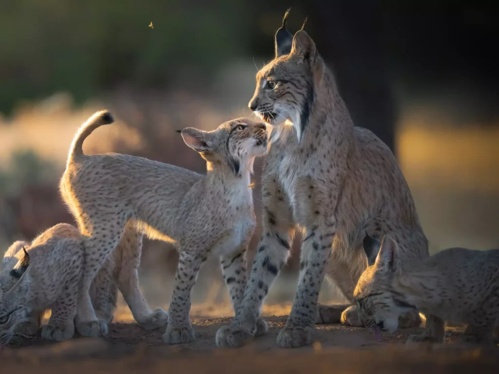 Iberian lynx