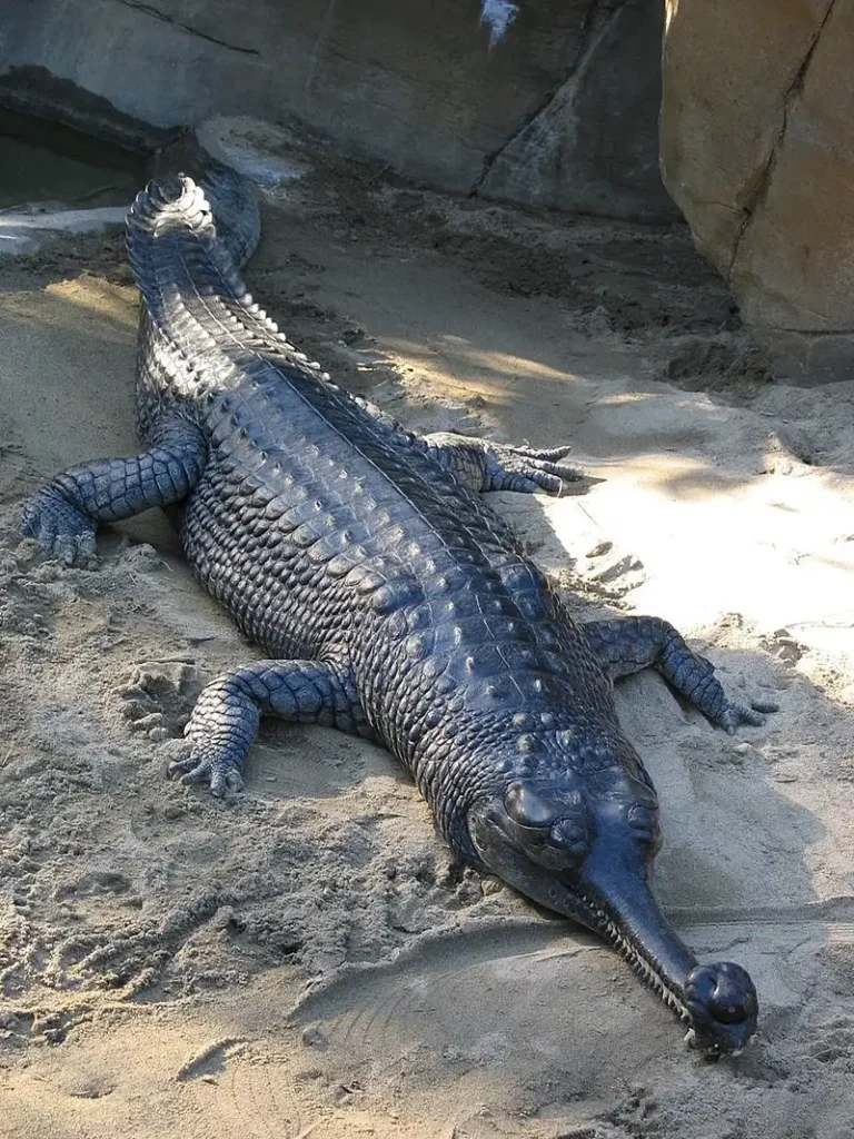 Indian Gharial