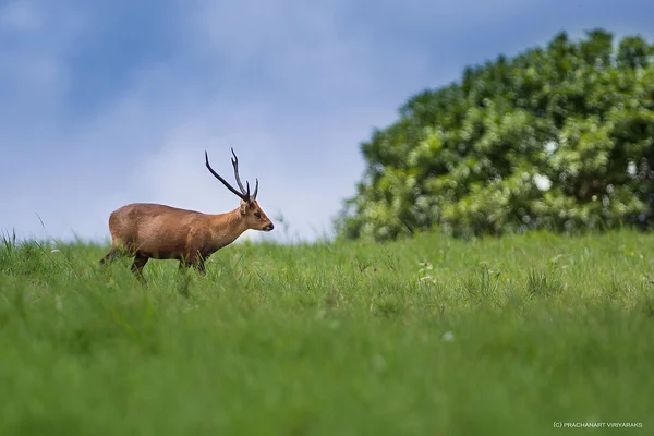 Indian Hog deer and Rajaji Tiger ReserveIAS TOPPERS