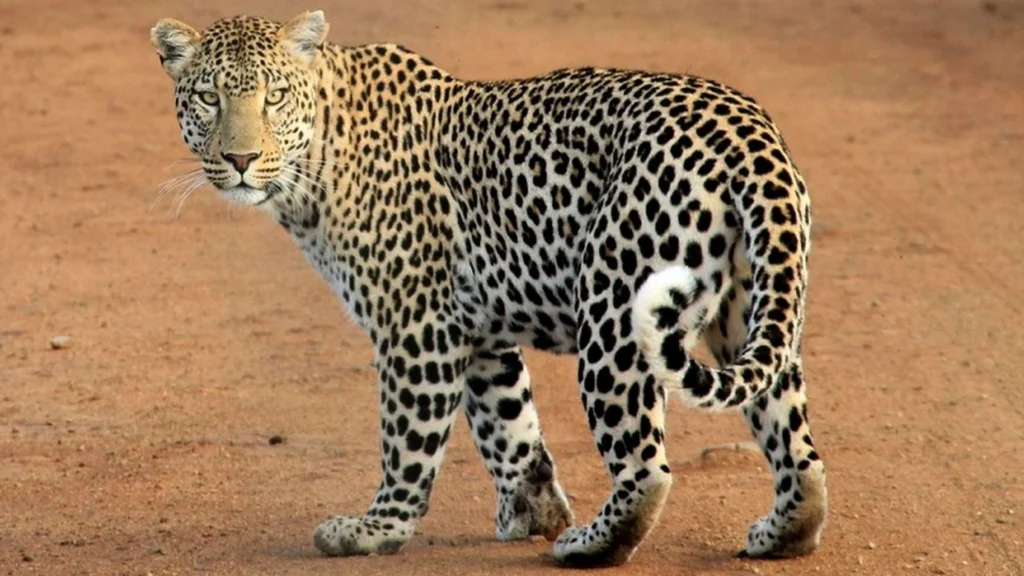 Leopard