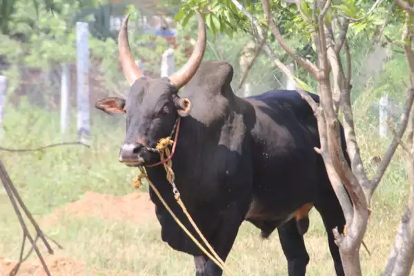 Jallikattu ias toppers