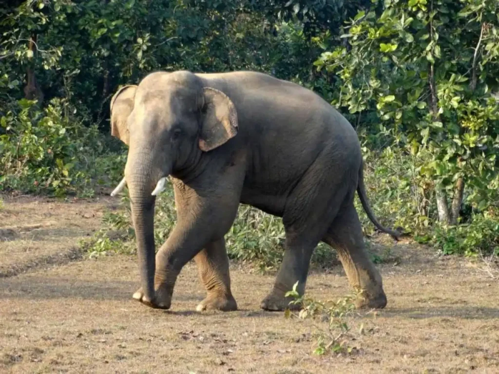 Kumki elephants