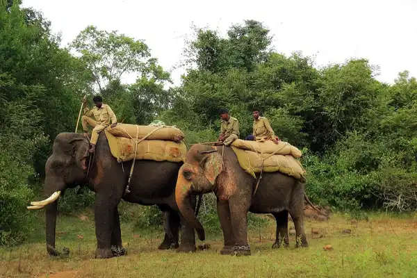 Kumki elephants IAS Toppers