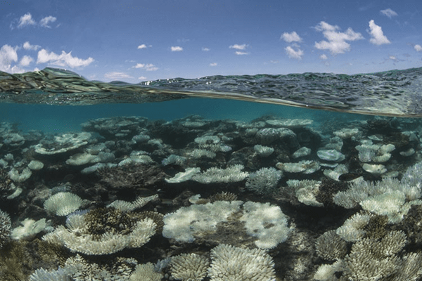 Mass Coral Bleaching ias toppers