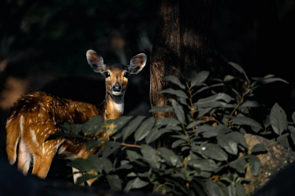 Mrugavani National Park