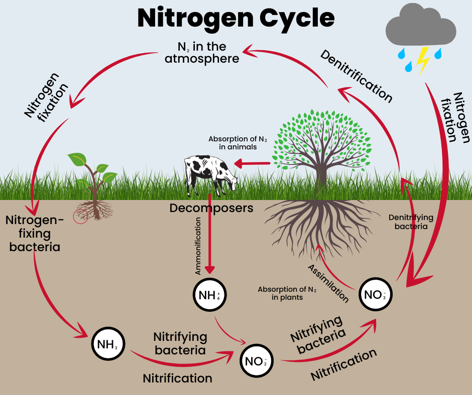 Nitrogen Cycle - IAS Toppers