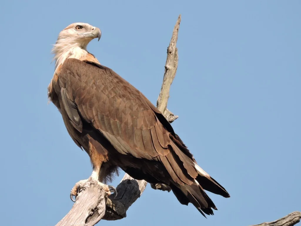 Pallas Fish Eagle - Distribution, Threats, and Conservation Status